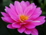pink flower